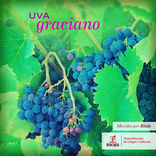 Racimo de uva graciano.