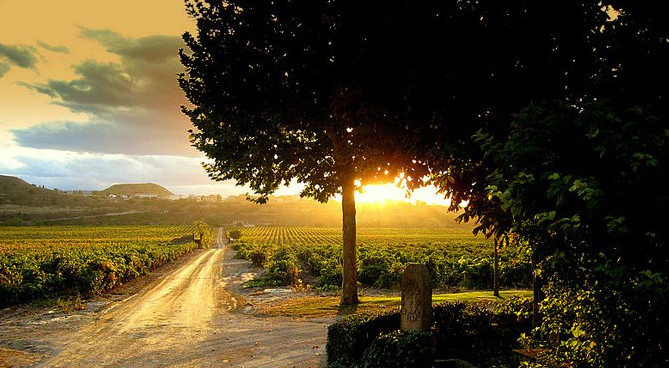 Atardecer en los Viñedos del Contino. Laserna. La Rioja.