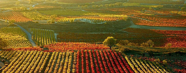 viñedos Rioja. Consejo de la Alta